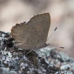 Paralucia pyrodiscus (Fiery Copper) at Michelago, NSW - 17 Dec 2017 by Illilanga