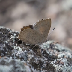 Paralucia pyrodiscus at Michelago, NSW - suppressed