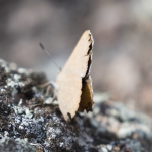 Paralucia pyrodiscus at Michelago, NSW - suppressed