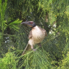 Philemon corniculatus (Noisy Friarbird) at Chifley, ACT - 19 Dec 2017 by MatthewFrawley