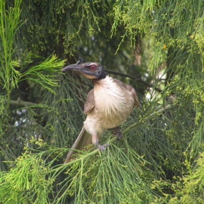 Philemon corniculatus (Noisy Friarbird) at Chifley, ACT - 19 Dec 2017 by MatthewFrawley