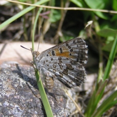 Lucia limbaria at Mount Taylor - 19 Dec 2017 09:36 AM