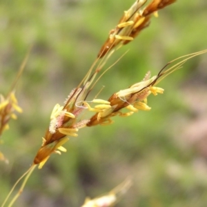 Sorghum leiocladum at Kambah, ACT - 19 Dec 2017 10:47 AM