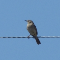 Cincloramphus mathewsi (Rufous Songlark) at Via Macgregor, NSW - 16 Dec 2017 by Christine