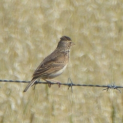 Mirafra javanica (Singing Bushlark) at Via Macgregor, NSW - 17 Dec 2017 by Christine