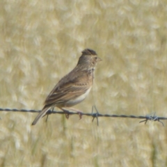 Mirafra javanica (Singing Bushlark) at Via Macgregor, NSW - 16 Dec 2017 by Christine