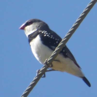 Stagonopleura guttata (Diamond Firetail) at Macgregor, ACT - 22 Nov 2017 by Christine