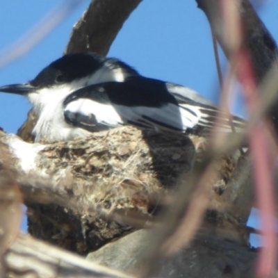 Lalage tricolor (White-winged Triller) at Macnamara, ACT - 22 Nov 2017 by Christine