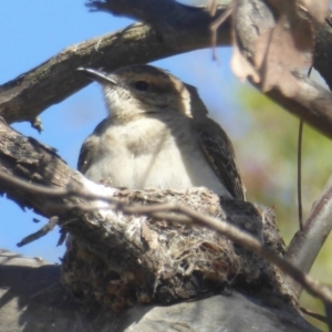 Lalage tricolor at Macnamara, ACT - 22 Nov 2017 12:00 AM