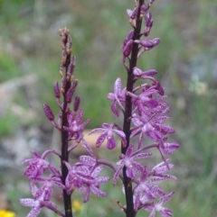 Dipodium punctatum (Blotched Hyacinth Orchid) at Red Hill, ACT - 18 Dec 2017 by roymcd