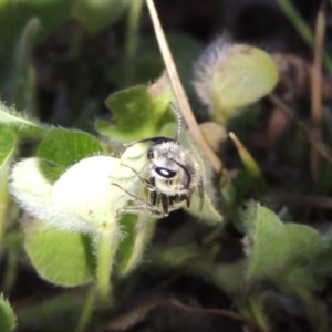 Lasioglossum (Chilalictus) sp. (genus & subgenus) at Tharwa, ACT - 26 Nov 2017