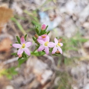 Centaurium tenuiflorum at Griffith, ACT - 19 Dec 2017 03:43 PM