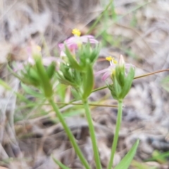 Centaurium tenuiflorum at Griffith, ACT - 19 Dec 2017