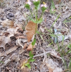 Centaurium tenuiflorum at Griffith, ACT - 19 Dec 2017