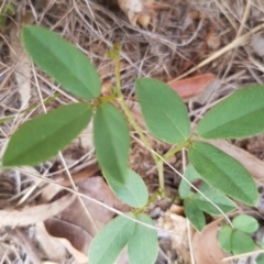 Glycine tabacina at Griffith, ACT - 19 Dec 2017