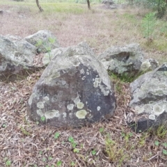 Parmeliaceae (family) at Griffith, ACT - 19 Dec 2017