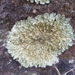 Parmeliaceae (family) at Griffith, ACT - 19 Dec 2017 03:34 PM