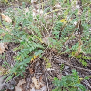 Acaena echinata at Griffith, ACT - 26 Oct 2018 07:24 AM