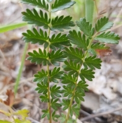 Acaena echinata at Griffith, ACT - 26 Oct 2018 07:24 AM