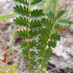 Acaena echinata at Griffith, ACT - 26 Oct 2018