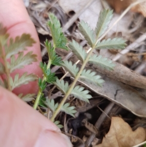 Acaena echinata at Griffith, ACT - 26 Oct 2018 07:24 AM