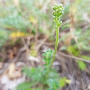 Acaena echinata at Griffith, ACT - 26 Oct 2018