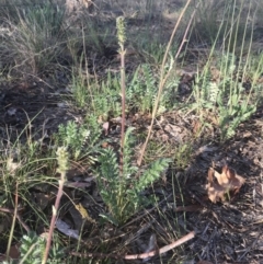 Acaena echinata at Griffith, ACT - 26 Oct 2018 07:24 AM