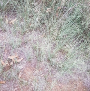 Eragrostis curvula at Griffith, ACT - 19 Dec 2017 03:48 PM