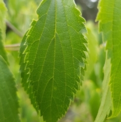 Celtis australis at Griffith, ACT - 19 Dec 2017