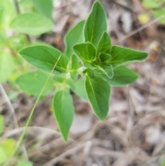 Origanum vulgare (Oregano) at Griffith, ACT - 19 Dec 2017 by ianandlibby1