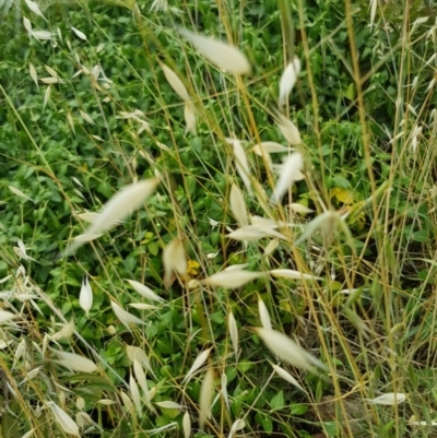 Avena sp. (Wild Oats) at Griffith, ACT - 19 Dec 2017 by ianandlibby1