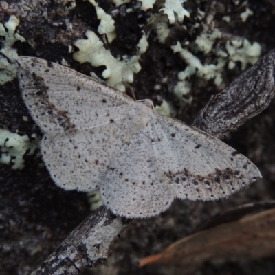 Taxeotis intextata (Looper Moth, Grey Taxeotis) at Greenway, ACT - 18 Dec 2017 by michaelb