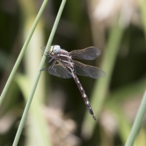 Adversaeschna brevistyla at Michelago, NSW - 19 Dec 2017