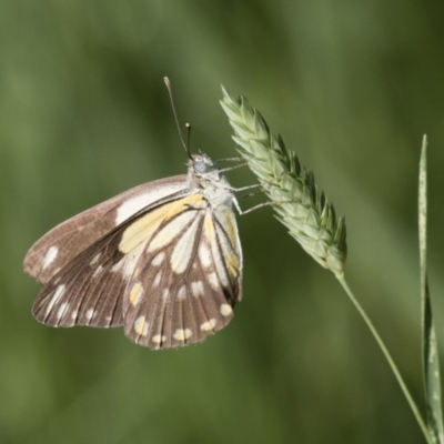 Belenois java (Caper White) at Michelago, NSW - 19 Dec 2017 by Illilanga