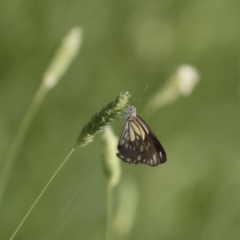 Belenois java at Michelago, NSW - 19 Dec 2017 07:30 AM