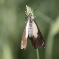 Belenois java at Michelago, NSW - 19 Dec 2017