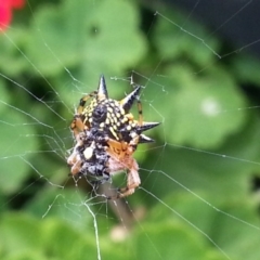 Austracantha minax (Christmas Spider, Jewel Spider) at Watson, ACT - 16 Dec 2017 by MPW