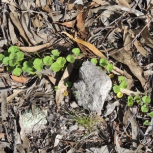 Dichondra repens at Conder, ACT - 16 Dec 2017