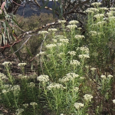 Cassinia longifolia (Shiny Cassinia, Cauliflower Bush) at Conder, ACT - 16 Dec 2017 by MichaelBedingfield