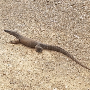 Varanus rosenbergi at Cotter River, ACT - 1 Nov 2017