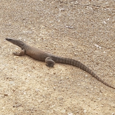 Varanus rosenbergi (Heath or Rosenberg's Monitor) at Cotter River, ACT - 1 Nov 2017 by MichaelMulvaney