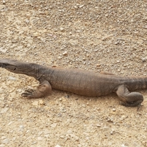 Varanus rosenbergi at Cotter River, ACT - 1 Nov 2017