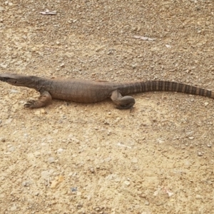 Varanus rosenbergi at Cotter River, ACT - 1 Nov 2017