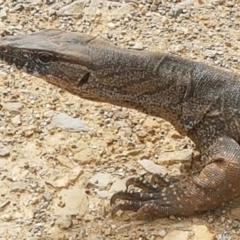 Varanus rosenbergi at Cotter River, ACT - 1 Nov 2017