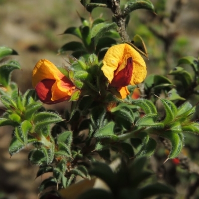 Pultenaea procumbens (Bush Pea) at Conder, ACT - 16 Dec 2017 by michaelb