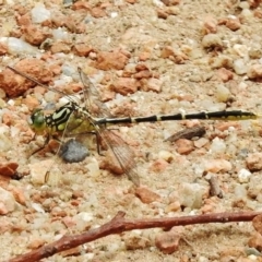 Austrogomphus guerini (Yellow-striped Hunter) at Paddys River, ACT - 19 Dec 2017 by JohnBundock