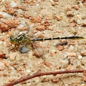 Austrogomphus guerini at Paddys River, ACT - 19 Dec 2017 12:05 PM