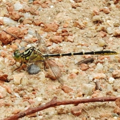 Austrogomphus guerini (Yellow-striped Hunter) at Paddys River, ACT - 19 Dec 2017 by JohnBundock