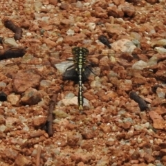 Austrogomphus guerini at Paddys River, ACT - 19 Dec 2017 12:05 PM