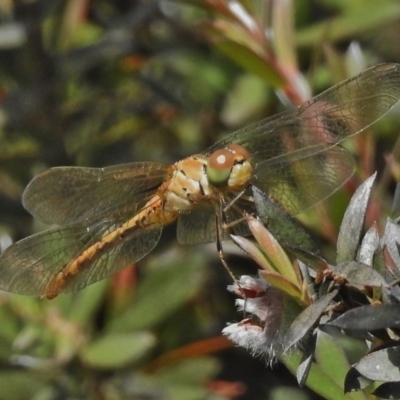 Diplacodes sp. (genus) (Percher) at Paddys River, ACT - 18 Dec 2017 by JohnBundock